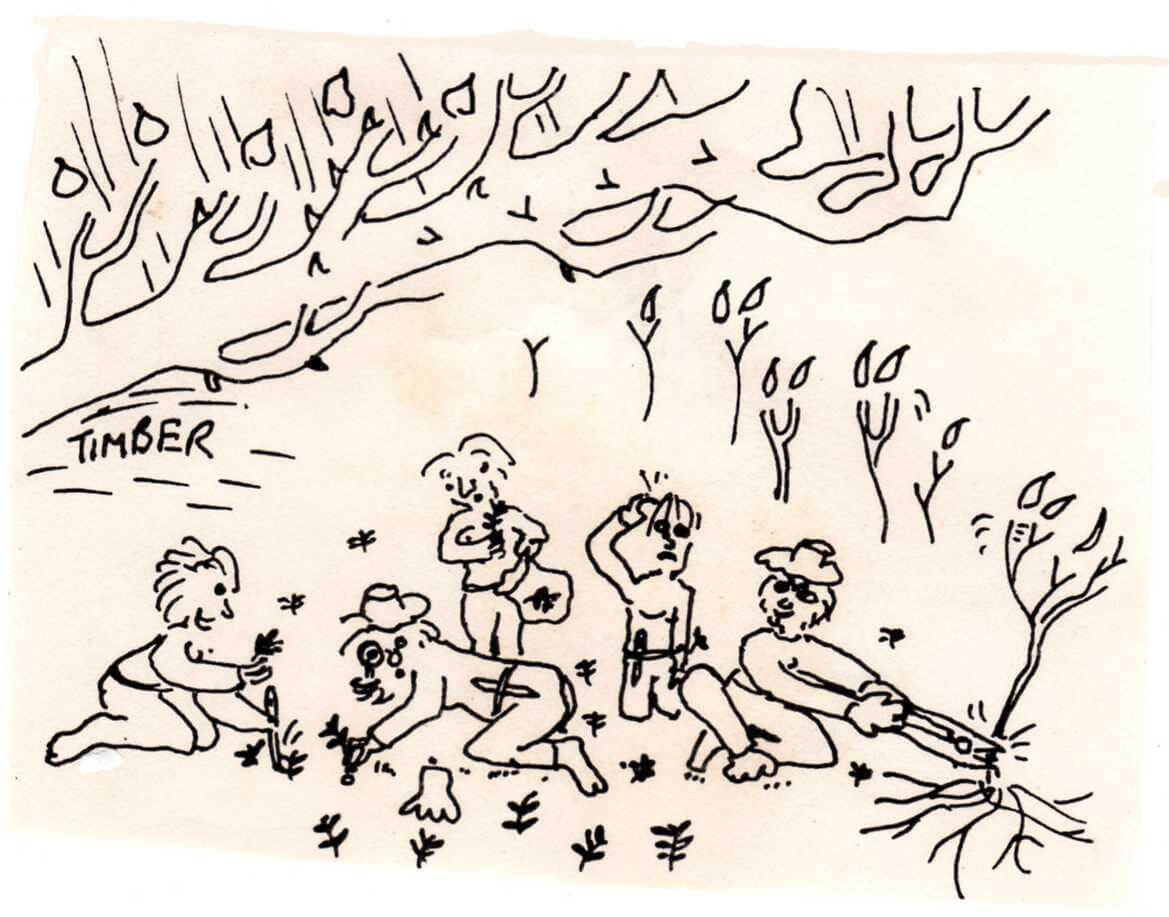Bradley Bush Regeneration Heritage Publication