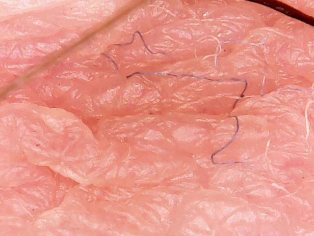 FIBERS: Connecting AI with Nano-tech Medicine and Climate Change.