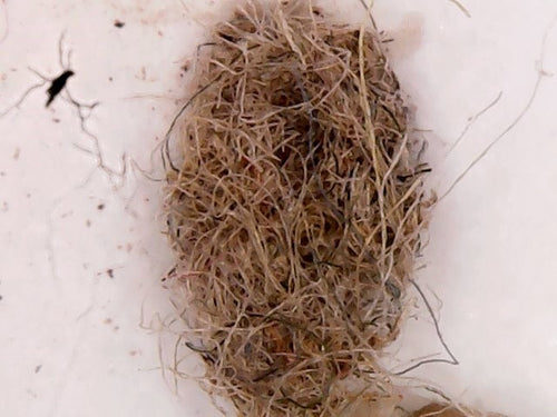 FIBERS: Connecting AI with Nano-tech Medicine and Climate Change.